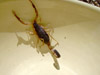 scorpion (25,6kb)