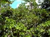 kaffeepflanzen auf der finca (78,1kb)