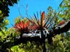 bromelien (64,6kb)
