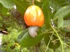 cashew-nuss (60,2kb)