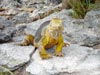 land iguana (53,4kb)