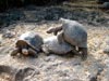 riesenschildkröten (55,9kb)