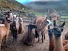 lamas (50,9kb)