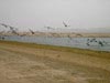 lagune paracas (30,5kb)