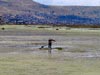 "fischen" vor puno (42,5kb)