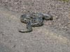 anaconda amarilla (48,8kb)