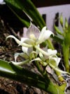 orchidee nr. 27 (41,3kb)