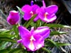 orchidee (53,5kb)