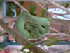 botriopsis bilineatus (41,9kb)
