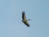 ibis (15,7kb)
